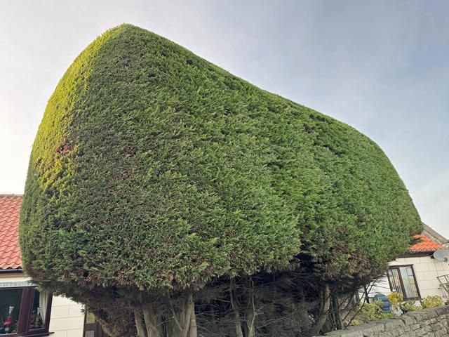 hedge-trimming (7)-kireth-ai